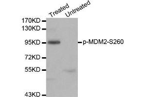 Western blot analysis of extracts of 293 cell line, using phospho-MDM2-S260 antibody. (MDM2 Antikörper  (pSer260))