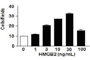 High Mobility Group Box 2 (HMGB2) (Active) protein