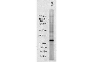 Western blot analysis of Human HeLa cell lysates showing detection of Rab4 protein using Rabbit Anti-Rab4 Polyclonal Antibody . (Rab4 Antikörper  (C-Term) (HRP))