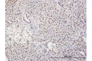 Immunoperoxidase of monoclonal antibody to MLF2 on formalin-fixed paraffin-embedded human pancreas. (MLF2 Antikörper  (AA 1-248))