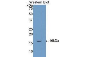 Western Blotting (WB) image for anti-Caspase 7, Apoptosis-Related Cysteine Peptidase (CASP7) (AA 207-303) antibody (ABIN1077916) (Caspase 7 Antikörper  (AA 207-303))
