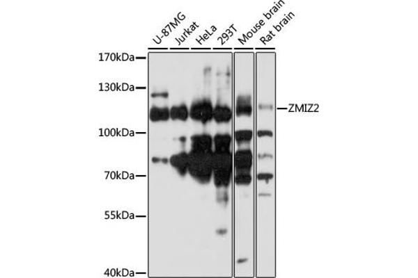 ZMIZ2 Antikörper  (AA 1-110)