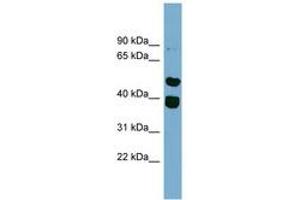 Image no. 1 for anti-Tripartite Motif Containing 49 (TRIM49) (AA 359-408) antibody (ABIN6744234) (TRIM49 Antikörper  (AA 359-408))