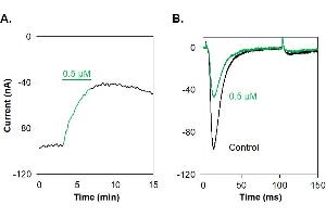 GsMTx-4-ATTO Fluor-647N inhibits NaV1.