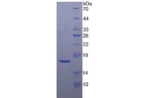 SDS-PAGE analysis of Mouse CRH Protein. (CRH Protein)