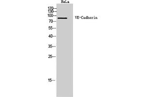 Western Blot analysis of Hela cells using VE-Cadherin Polyclonal Antibody.