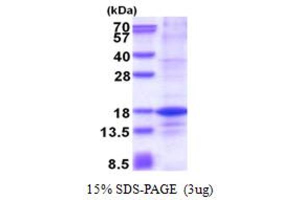 H2AFZ Protein (AA 1-128) (His tag)