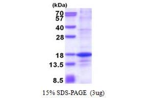 SDS-PAGE (SDS) image for H2A Histone Family, Member Z (H2AFZ) (AA 1-128) protein (His tag) (ABIN5853614)