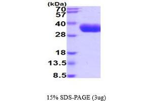 Kallikrein 5 Protein (KLK5) (AA 67-293) (His tag)