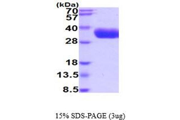 Kallikrein 5 Protein (KLK5) (AA 67-293) (His tag)