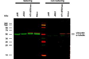 Anti-alpha-Tubulin Purified (TU-01) works in WB application under reducing conditions. (alpha Tubulin Antikörper)