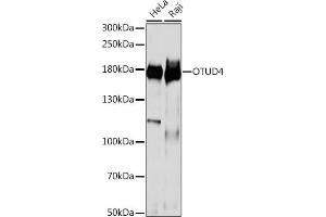 Western blot analysis of extracts of various cell lines, using OTUD4 antibody (ABIN7269121) at 1:1000 dilution. (OTUD4 Antikörper  (AA 200-500))