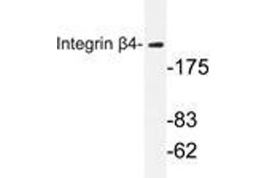Western blot analysis of Integrin β4 antibody in extracts from HepG2 cells.