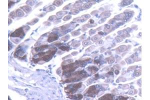 IHC-P analysis of Mouse Stomach Tissue, with DAB staining. (TLR5 Antikörper  (AA 327-646))