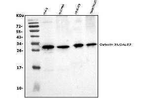 Western blot analysis of Galectin 3/LGALS3 using anti-Galectin 3/LGALS3 antibody (ABIN3043400). (Galectin 3 Antikörper  (AA 153-264))
