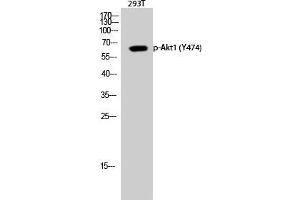 Western Blot (WB) analysis of 293T cells using Phospho-Akt1 (Y474) Polyclonal Antibody.