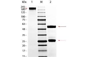 SDS-PAGE of Goat Gamma Globulin Fraction. (gamma Globulin Fraction Protein)
