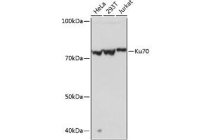 Western blot analysis of extracts of various cell lines, using Ku70 Rabbit mAb (ABIN7271407) at 1:1000 dilution. (XRCC6 Antikörper)