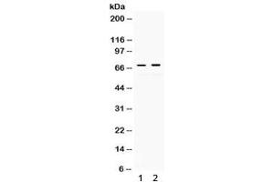 Western blot testing of 1) rat kidney and 2) human HeLa lysate with c-Rel antibody.