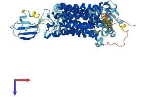 SLC22A16 Protein (AA 1-577) (His tag)