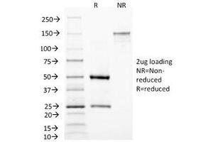 SDS-PAGE Analysis of Purified, BSA-Free MAML3 Antibody (clone MAML3/1303). (MAML3 Antikörper)