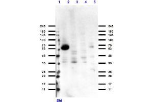 Western Blot of Rabbit Anti-Cytochrome p450 Antibody Western Blot of Rabbit Anti-Cytochrome p450 Antibody. (Cytochrome P450 Antikörper)