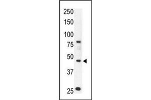 The anti-CCBP2 N-term Pab (ABIN388745 and ABIN2838994) is used in Western blot to detect CCBP2 in mouse liver tissue lysate. (CCBP2 Antikörper  (AA 54-84))