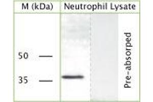 WB on human neutrophil lysate using Sheep antibody to c-terminal of GAPDH (Glyceraldehyde 3 phosphate dehydrogenase): IgG (ABIN350330) at a concentration of 20 µg/ml. (GAPDH Antikörper  (C-Term))