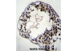 C7orf63 Antibody (N-term) immunohistochemistry analysis in formalin fixed and paraffin embedded human testis tissue followed by peroxidase conjugation of the secondary antibody and DAB staining. (C7orf63 Antikörper  (N-Term))