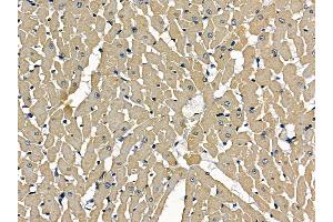 ABIN7097181 and ABIN7101249 at 1/100 staining rat heart tissue by IHC-P. (LRGUK Antikörper)