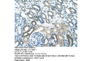 Human kidney (PSG3 Antikörper  (N-Term))