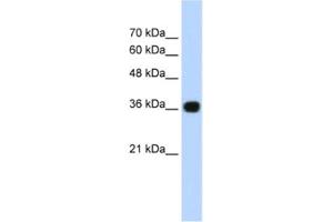 Western Blotting (WB) image for anti-Canopy 3 Homolog (CNPY3) antibody (ABIN2460947) (TNRC5 Antikörper)