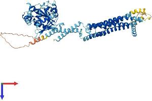MX1 Protein (AA 1-662) (His tag)