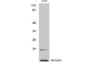 Western Blot (WB) analysis of specific cells using Neddylin Polyclonal Antibody. (NEDD8 Antikörper  (N-Term))