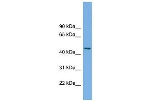 MIPOL1 antibody used at 1 ug/ml to detect target protein. (MIPOL1 Antikörper  (Middle Region))