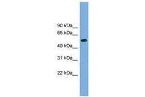 Image no. 1 for anti-Tubulin beta 4a (TUBB4A) (AA 35-84) antibody (ABIN6744937) (TUBB4 Antikörper  (AA 35-84))