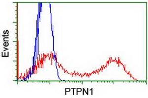 Image no. 3 for anti-Protein tyrosine Phosphatase, Non-Receptor Type 1 (PTPN1) antibody (ABIN1500495) (PTPN1 Antikörper)
