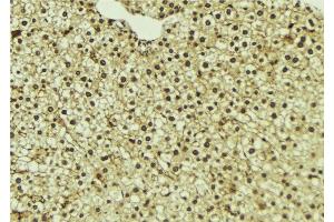 ABIN6273338 at 1/100 staining Mouse liver tissue by IHC-P. (UFD1L Antikörper  (Internal Region))