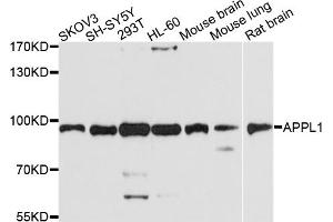Western blot analysis of extracts of various cell lines, using APPL1 antibody (ABIN5972638) at 1/1000 dilution. (APPL1 Antikörper)