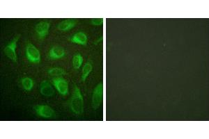 Peptide - +Immunofluorescence analysis of HeLa cells, using Calnexin (Ab-583) antibody. (Calnexin Antikörper  (pSer583))