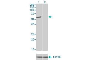 Western Blotting (WB) image for anti-CLK3 (CLK3) (AA 36-136) antibody (ABIN598615) (CLK3 Antikörper  (AA 36-136))