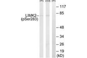 Western Blotting (WB) image for anti-LIM Domain Kinase 2 (LIMK2) (AA 249-298), (pSer283) antibody (ABIN1532018)