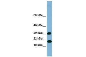 TRAPPC2L antibody used at 1 ug/ml to detect target protein. (TRAPPC2L Antikörper  (N-Term))