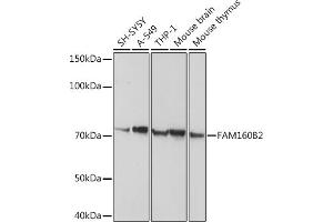 Western blot analysis of extracts of various cell lines, using FB2 antibody (ABIN3017558, ABIN3017559, ABIN3017560 and ABIN6220153) at 1:1000 dilution. (FAM160B2 Antikörper  (AA 420-520))