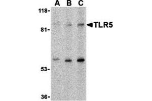 Western Blotting (WB) image for anti-Toll-Like Receptor 5 (TLR5) (C-Term) antibody (ABIN1030745) (TLR5 Antikörper  (C-Term))