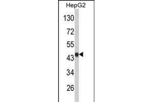 Western blot analysis of VPS26A Antibody (Center) (ABIN652668 and ABIN2842449) in HepG2 cell line lysates (35 μg/lane). (VPS26A Antikörper  (AA 263-291))