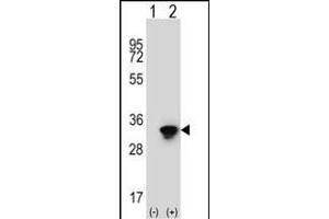 Western Blotting (WB) image for anti-ELAV (Embryonic Lethal, Abnormal Vision, Drosophila)-Like 1 (Hu Antigen R) (ELAVL1) antibody (ABIN652911)