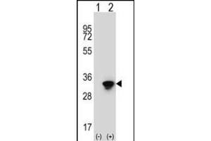 Western blot analysis of ELAVL1 (arrow) using rabbit polyclonal ELAVL1 Antibody (ABIN652911 and ABIN2842587).