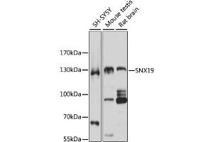 Western blot analysis of extracts of various cell lines, using SNX19 antibody (ABIN1876436) at 1:3000 dilution. (SNX19 Antikörper)
