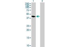 Western Blot analysis of AMICA1 expression in transfected 293T cell line by AMICA1 MaxPab polyclonal antibody. (JAML Antikörper  (AA 1-355))
